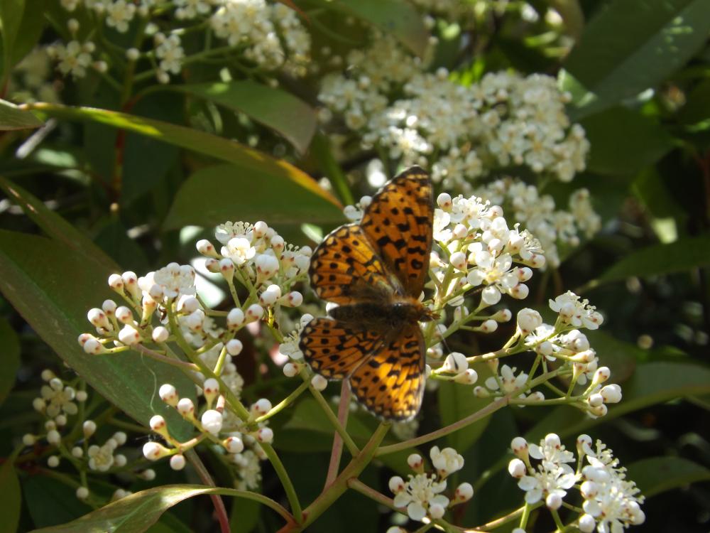 Grand collier argenté (Le), Nacré sagitté (Le) Boloria euphrosyne (Linnaeus, 1758)