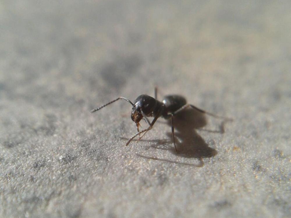 Tapinoma nigerrimum (Nylander, 1856)