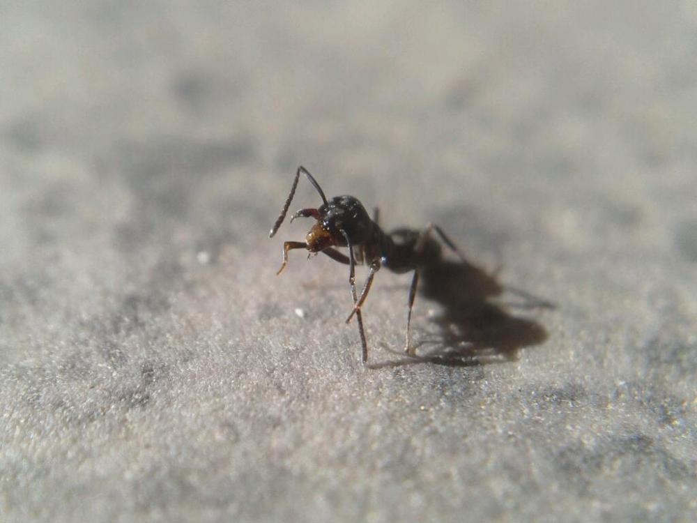 Tapinoma nigerrimum (Nylander, 1856)