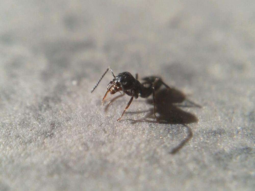 Tapinoma nigerrimum (Nylander, 1856)