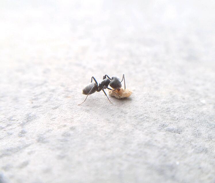 Tapinoma nigerrimum (Nylander, 1856)