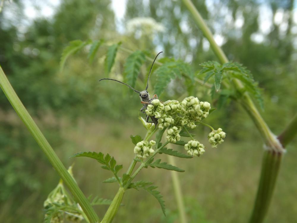 Phytoecia cylindrica (Linnaeus, 1758)