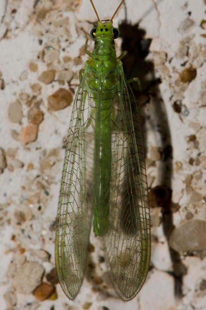  Chrysopa formosa Brauer, 1851