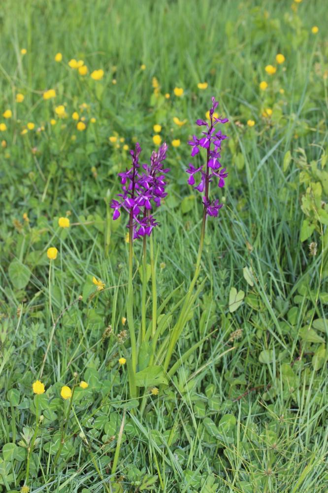 Orchis des marais à fleurs lâches Anacamptis palustris subsp. palustris (Jacq.) R.M.Bateman, Pridgeon & M.W.Chase, 1997