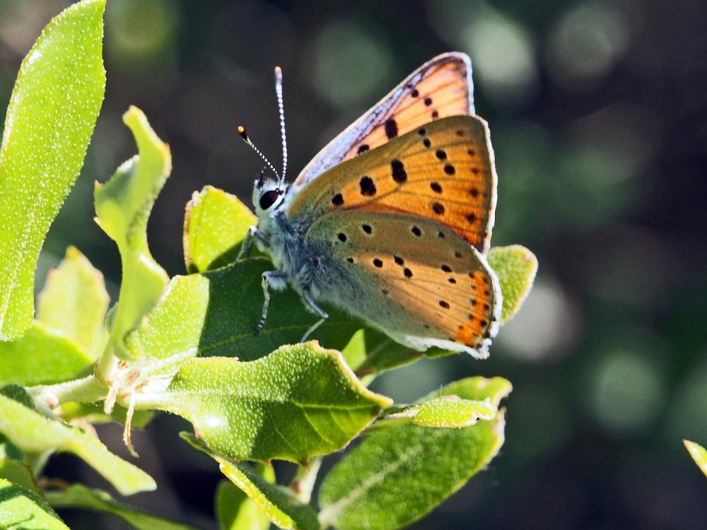 Le Cuivré mauvin (Le), Cuivré flamboyant (Le), Argus  Lycaena alciphron (Rottemburg, 1775)