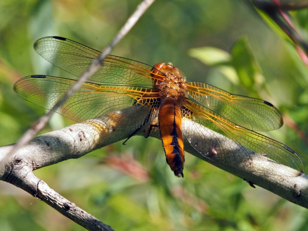 Libellule fauve (La) Libellula fulva O.F. Müller, 1764