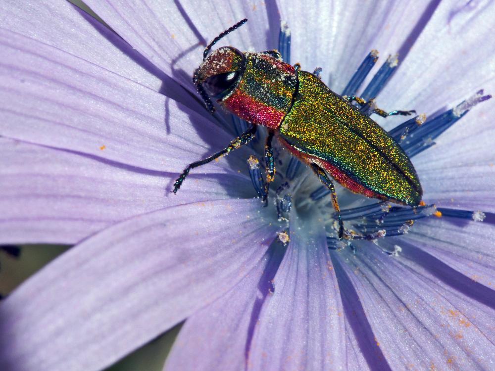 Bupreste hongrois Anthaxia hungarica (Scopoli, 1772)