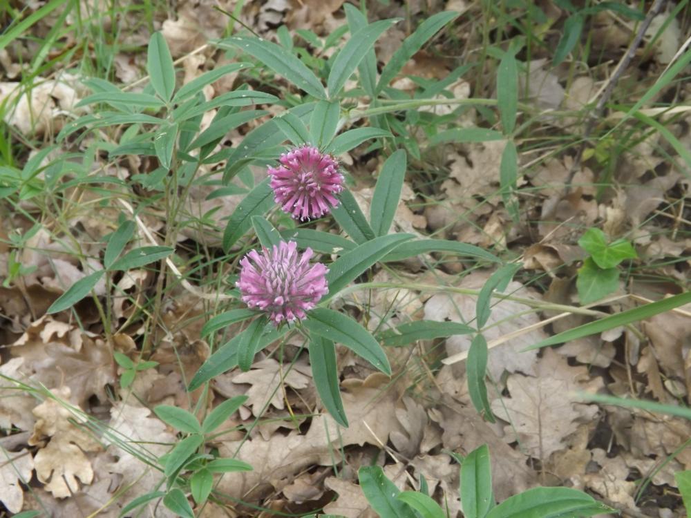 Trèfle alpestre Trifolium alpestre L., 1763