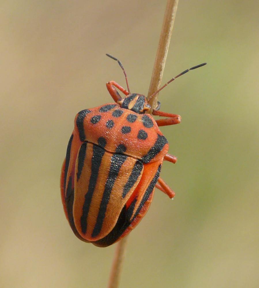 Graphosoma semipunctatum (Fabricius, 1775)