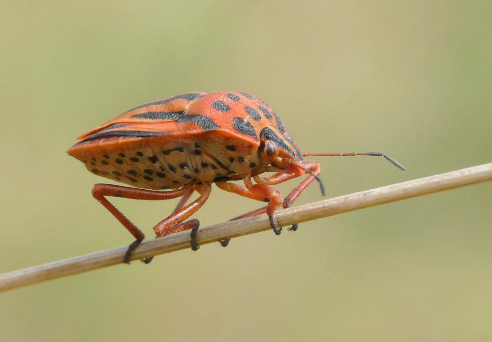 Graphosoma semipunctatum (Fabricius, 1775)