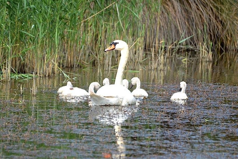 Cygne tuberculé Cygnus olor (Gmelin, 1803)