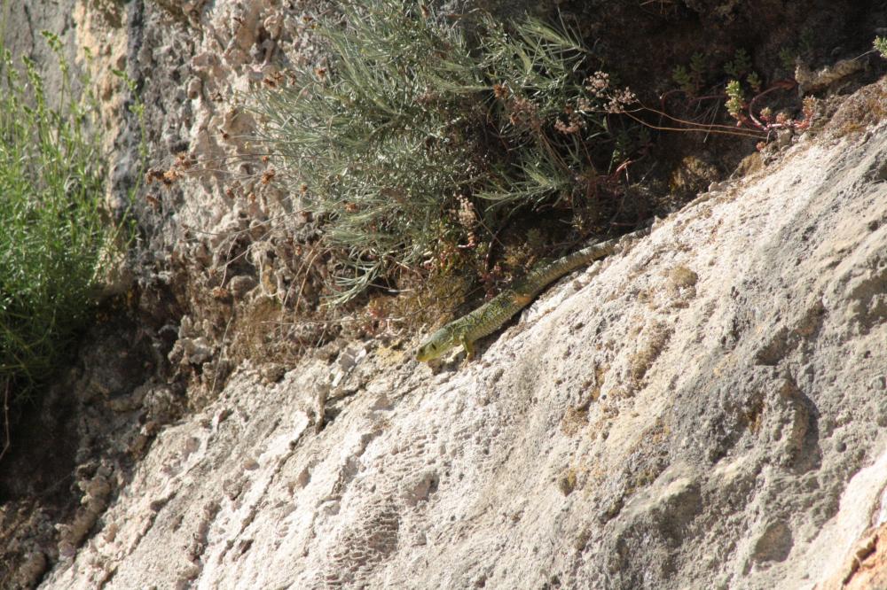 Lézard ocellé Timon lepidus (Daudin, 1802)