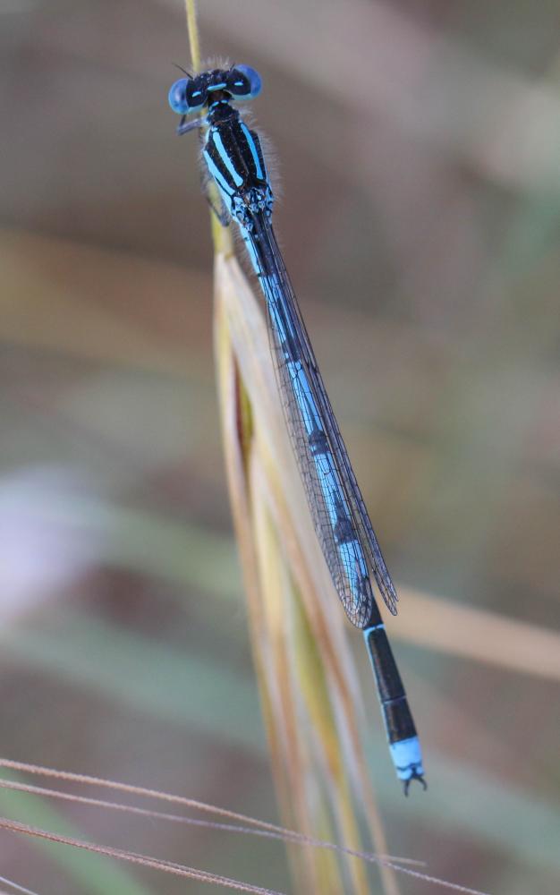 Agrion de Vander Linden, Naïade de Vander Linden Erythromma lindenii (Selys, 1840)