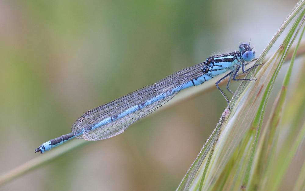 Agrion de Vander Linden, Naïade de Vander Linden Erythromma lindenii (Selys, 1840)