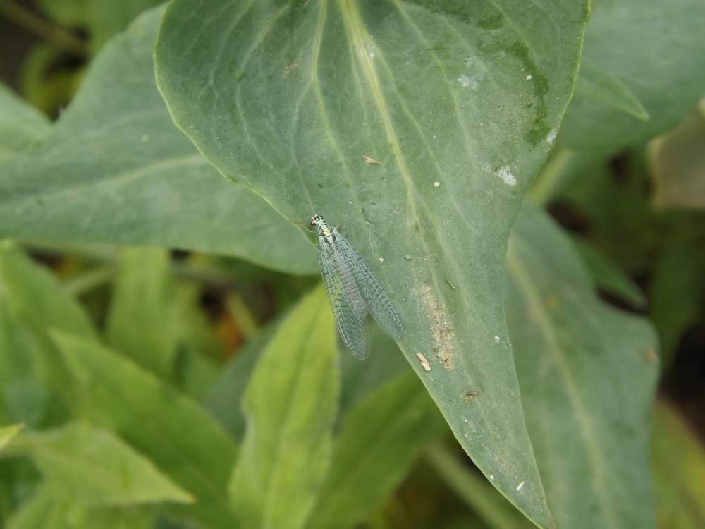 Lion des pucerons Chrysopa perla (Linnaeus, 1758)