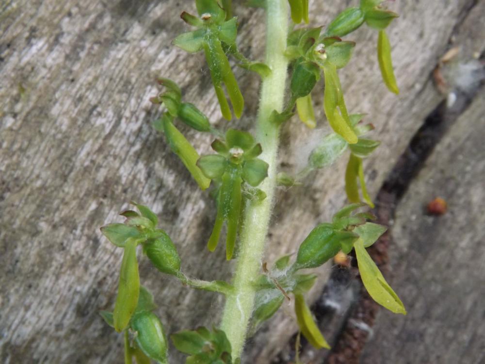 Grande Listère Neottia ovata (L.) Bluff & Fingerh., 1837