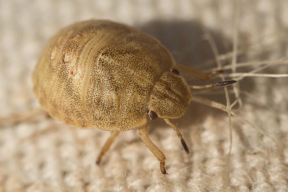 Eurygaster maura (Linnaeus, 1758)