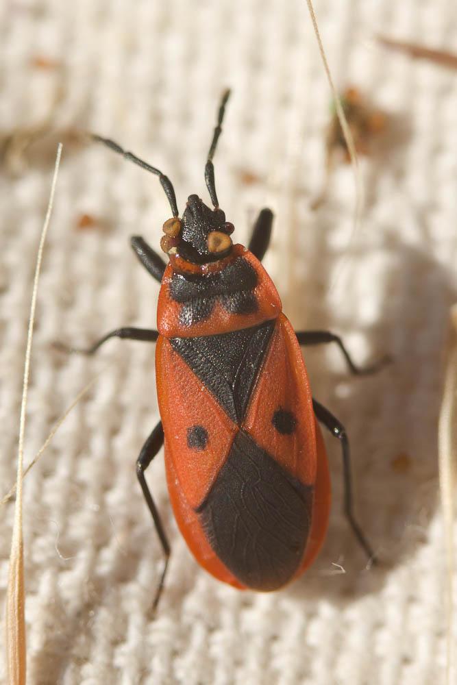  Scantius aegyptius (Linnaeus, 1758)