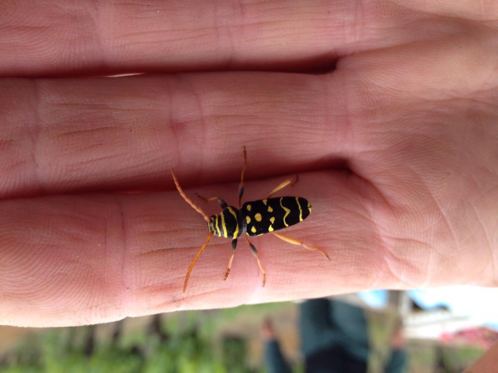 Clyte arqué Plagionotus arcuatus (Linnaeus, 1758)