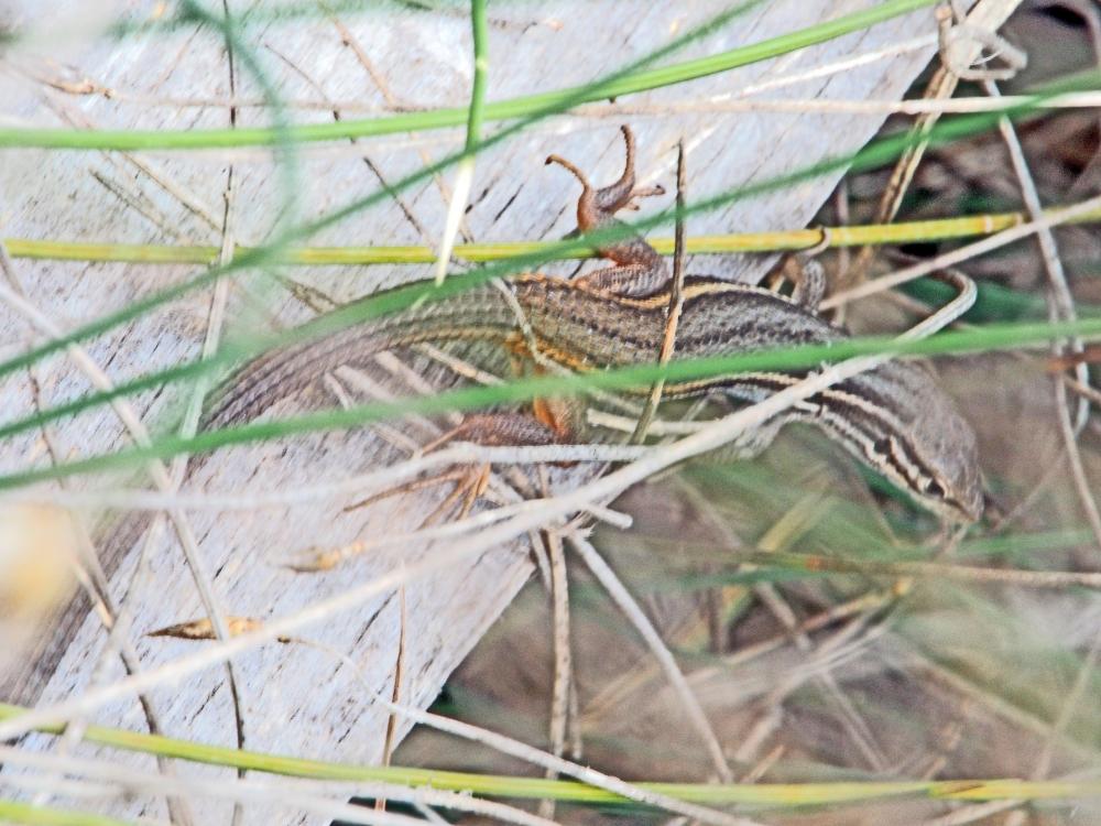 Psammodrome algire Psammodromus algirus (Linnaeus, 1758)