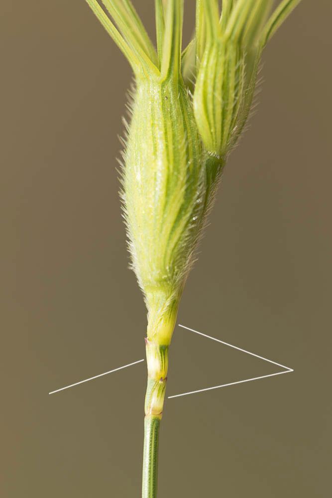 Égilope négligée, Égilope à trois arêtes Aegilops neglecta Req. ex Bertol., 1835