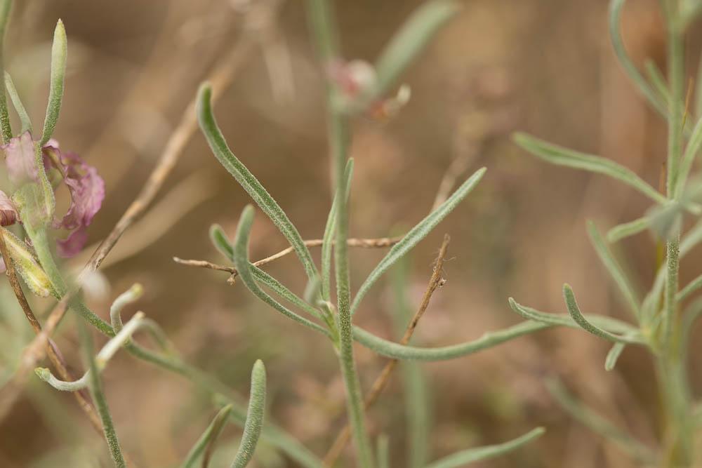 Matthiole en buisson Matthiola fruticulosa (Loefl. ex L.) Maire, 1932