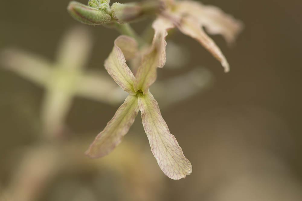 Matthiole en buisson Matthiola fruticulosa (Loefl. ex L.) Maire, 1932