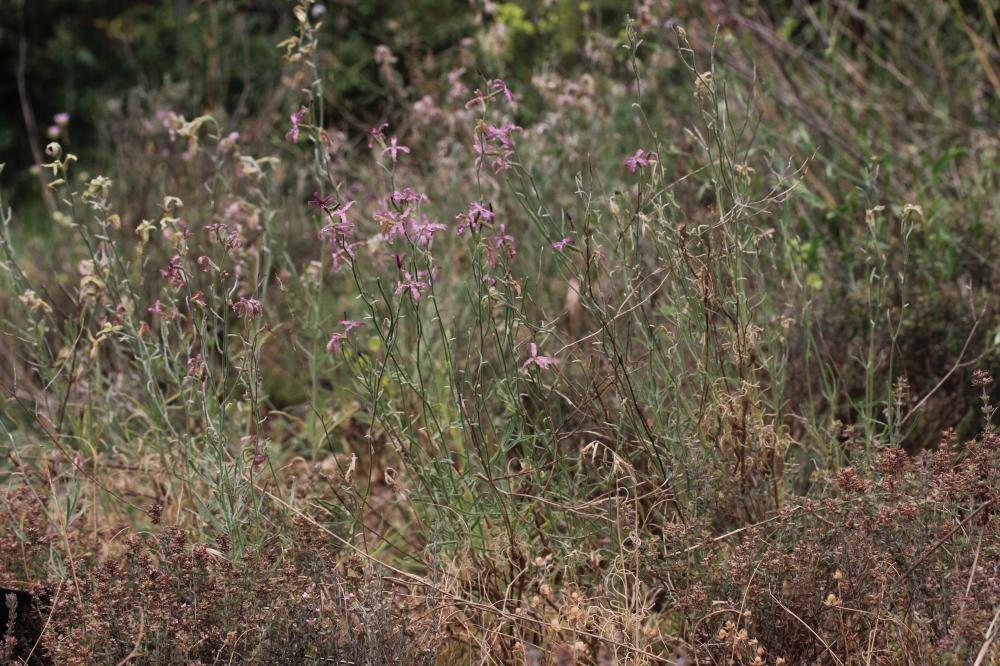 Matthiole en buisson Matthiola fruticulosa (Loefl. ex L.) Maire, 1932