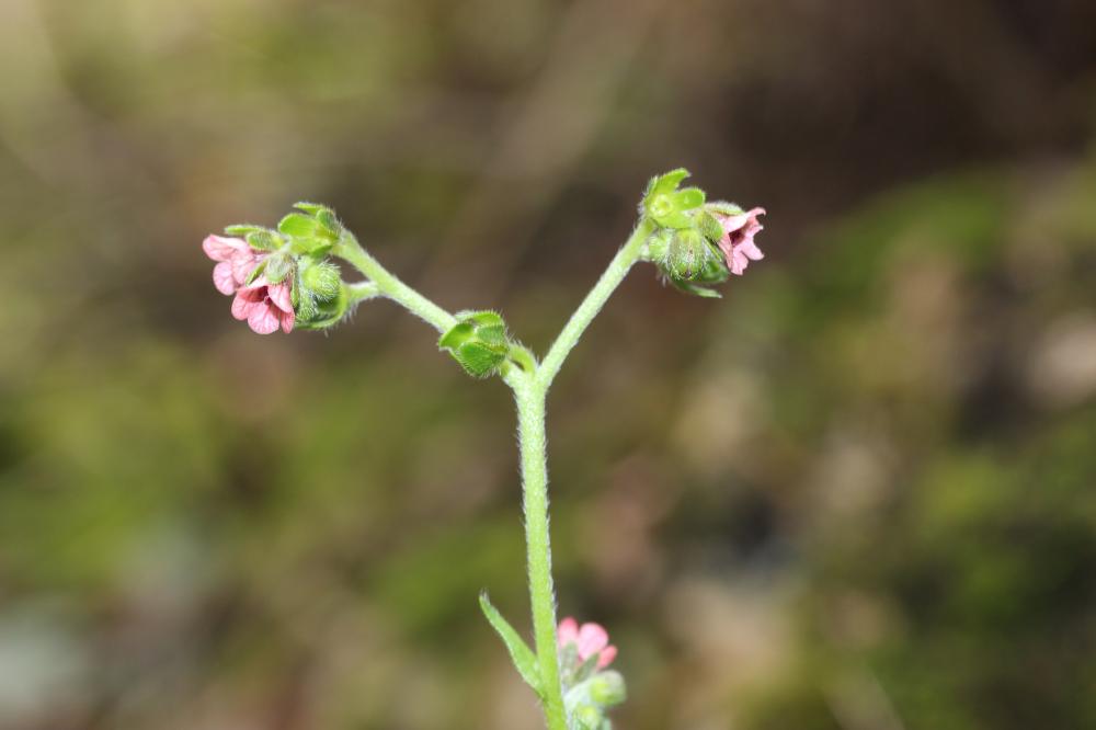 Cynoglosse à pustules, Cynoglosse Cynoglossum pustulatum Boiss., 1838