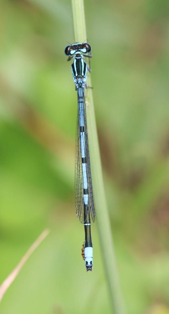 Agrion jouvencelle Coenagrion puella (Linnaeus, 1758)