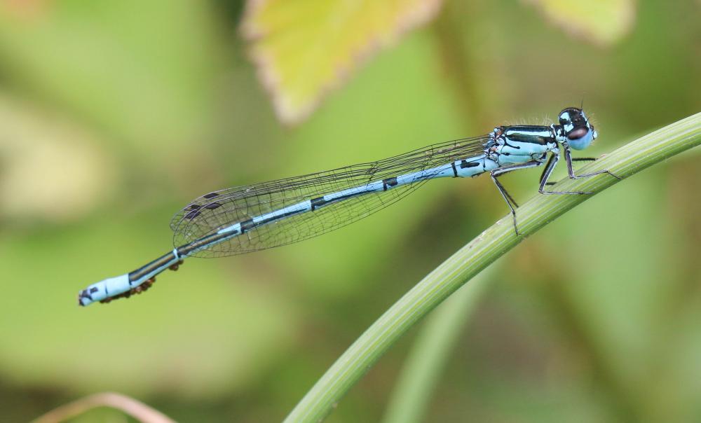 Agrion jouvencelle Coenagrion puella (Linnaeus, 1758)
