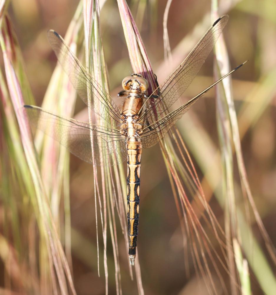 Le Orthétrum à stylets blancs (L') Orthetrum albistylum (Selys, 1848)