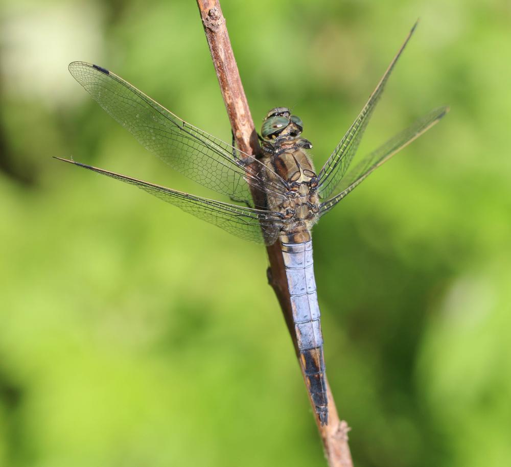 Orthétrum réticulé (L') Orthetrum cancellatum (Linnaeus, 1758)