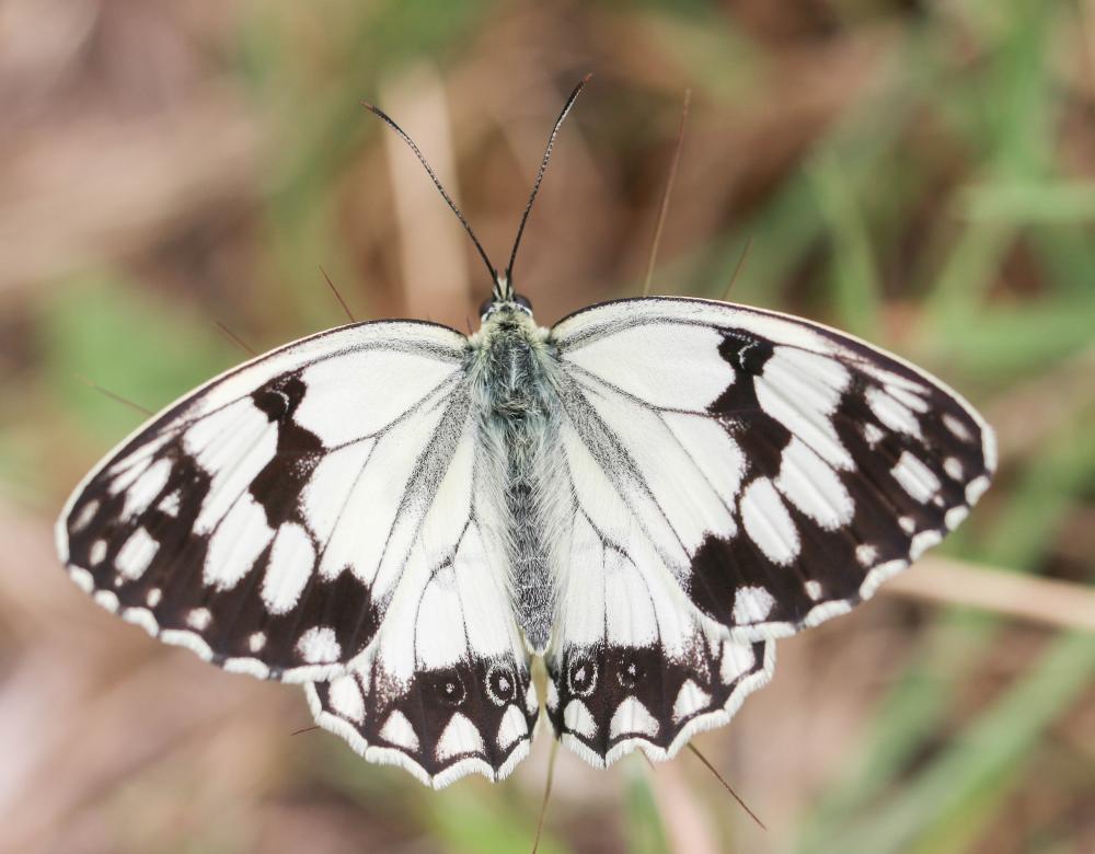 Echiquier ibérique (L'), Échiquier d'Ibérie (L') Melanargia lachesis (Hübner, 1790)