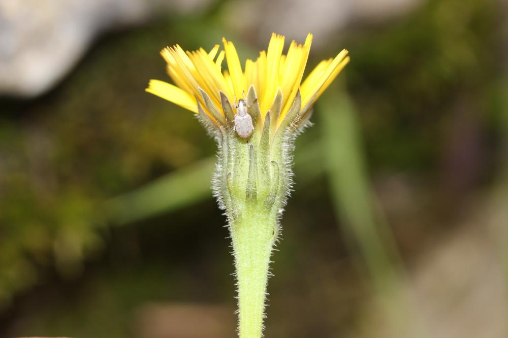 Liondent hispide Leontodon hispidus L., 1753