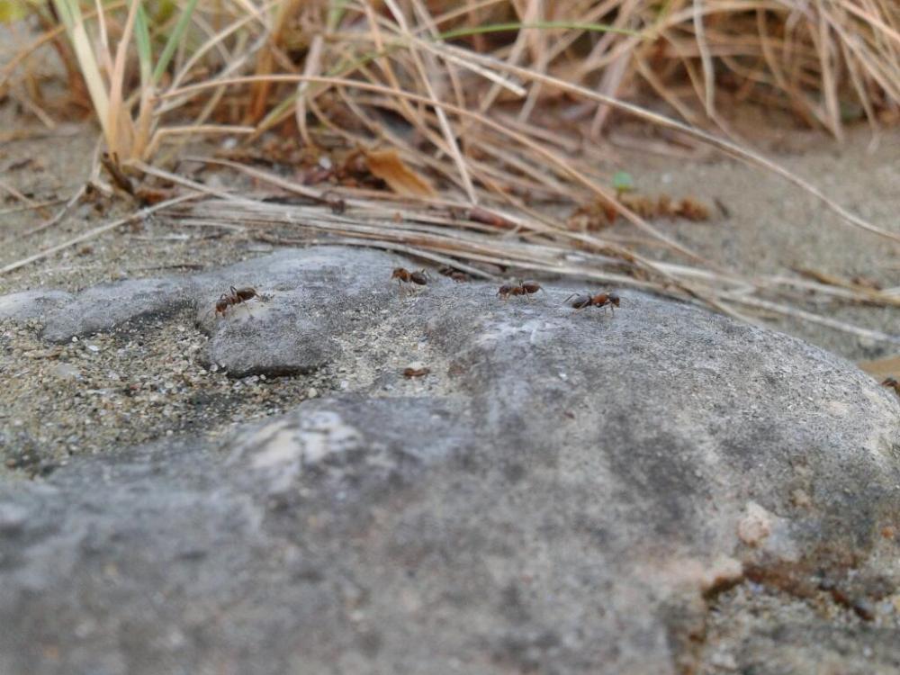 Lasius emarginatus (Olivier, 1792)