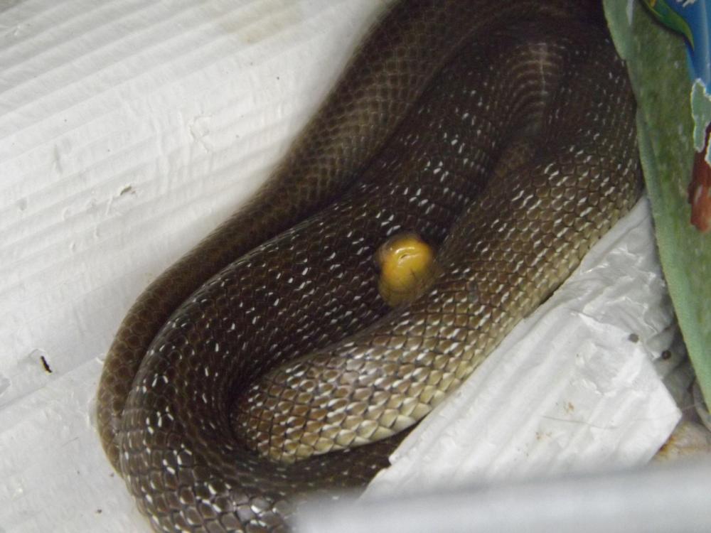 Couleuvre d'Esculape Zamenis longissimus (Laurenti, 1768)