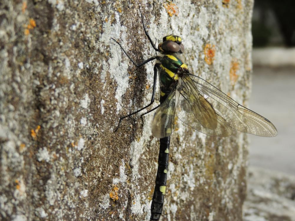 Cordulie splendide (La) Macromia splendens (Pictet, 1843)