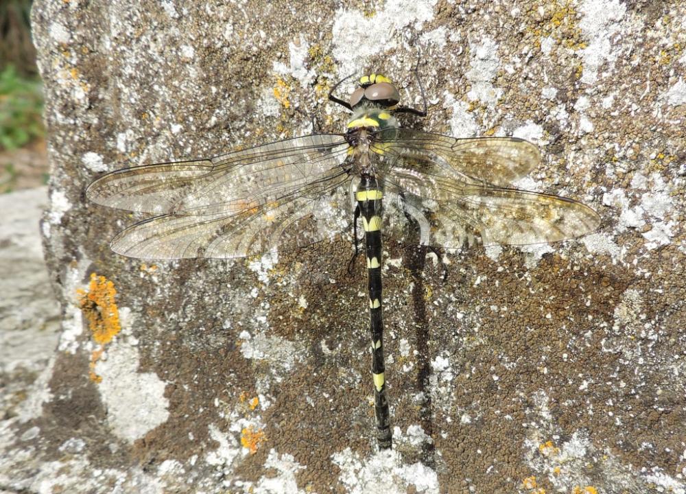 Cordulie splendide (La) Macromia splendens (Pictet, 1843)