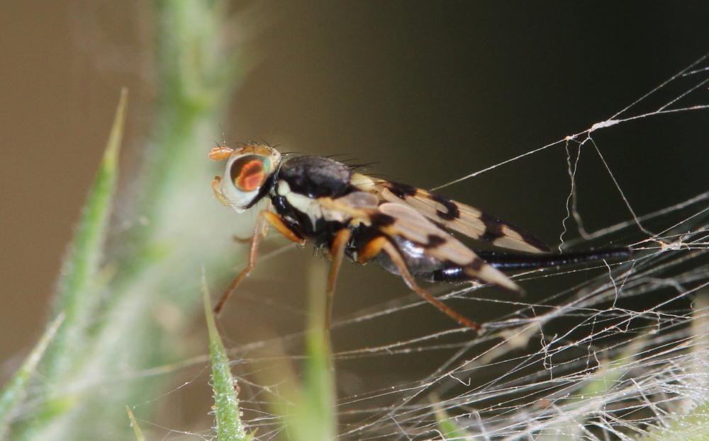 Urophora jaceana (Hering, 1935)