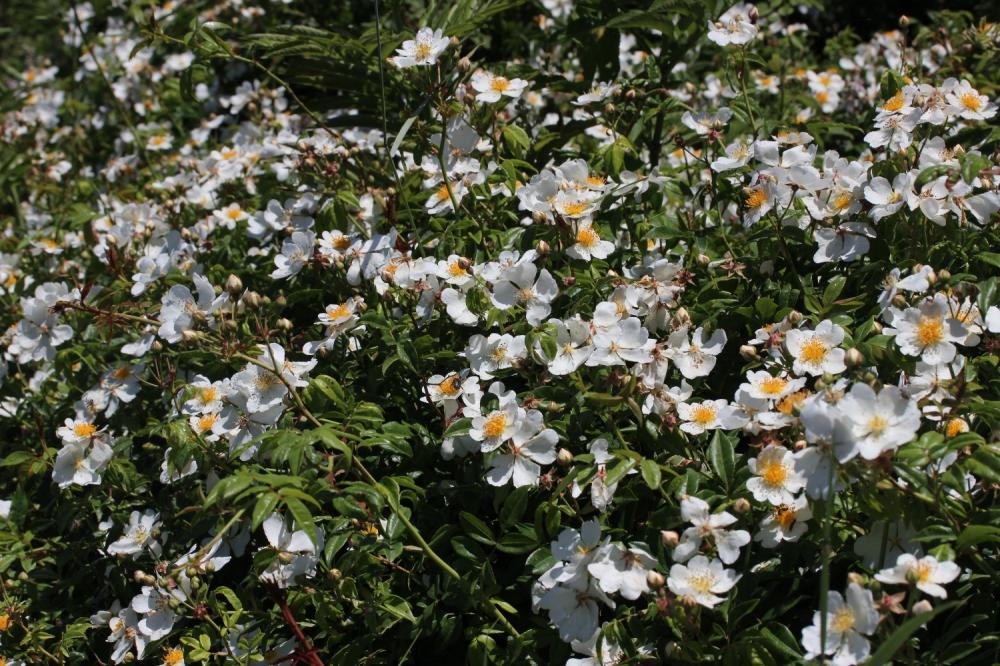 Rosier toujours vert, Rosier de tous les mois Rosa sempervirens L., 1753