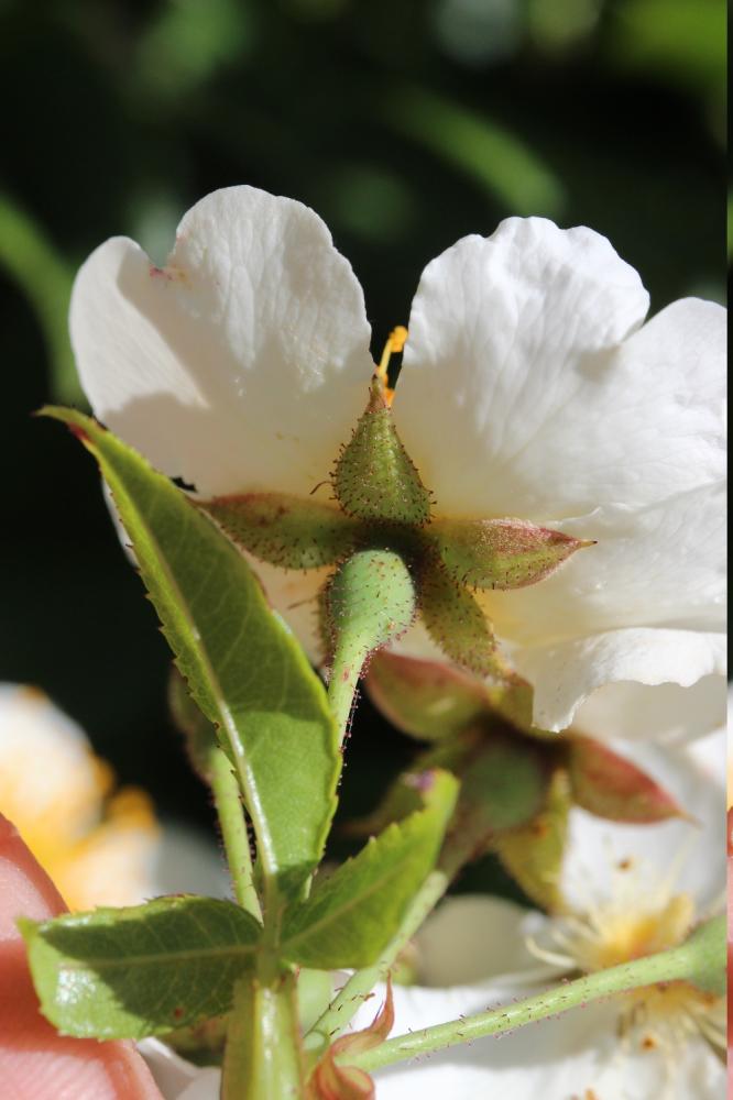 Rosier toujours vert, Rosier de tous les mois Rosa sempervirens L., 1753
