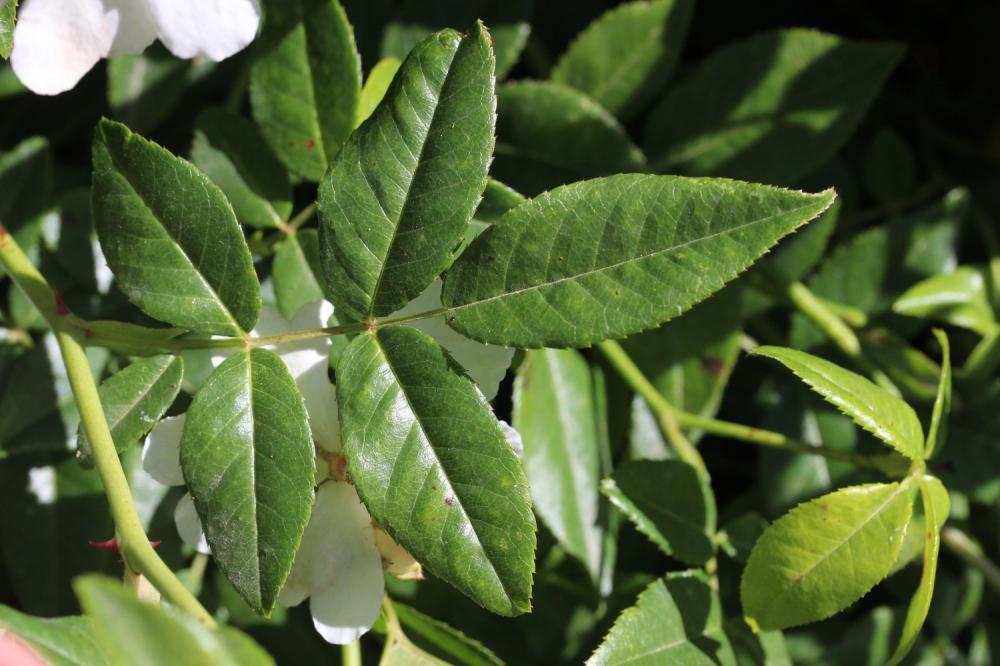 Rosier toujours vert, Rosier de tous les mois Rosa sempervirens L., 1753
