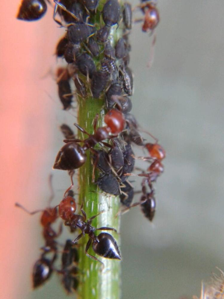  Crematogaster scutellaris (Olivier, 1792)