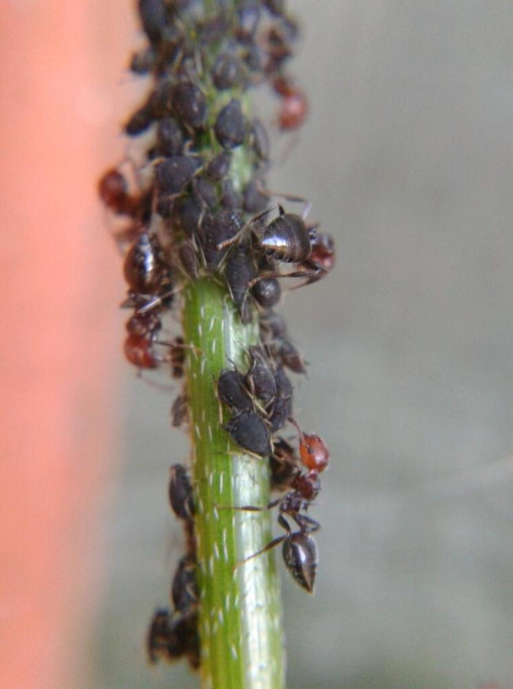  Crematogaster scutellaris (Olivier, 1792)