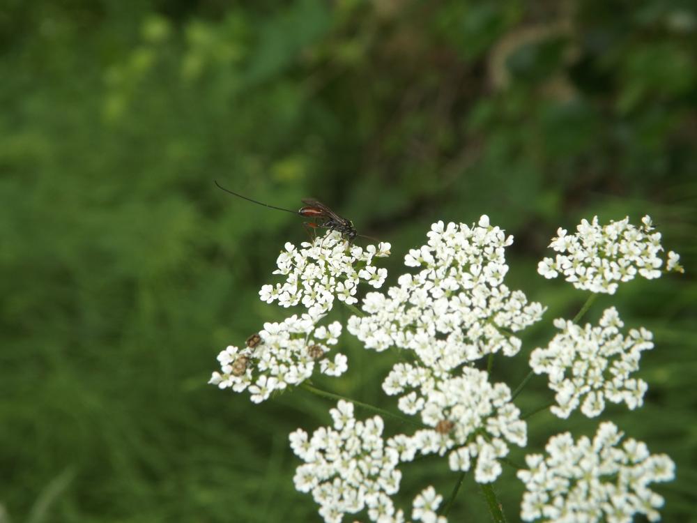  Ichneumonidae Latreille, 1802