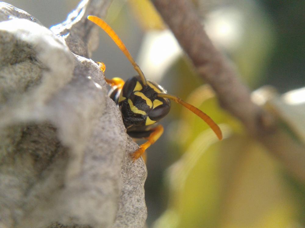 Polistes nimpha (Christ, 1791)