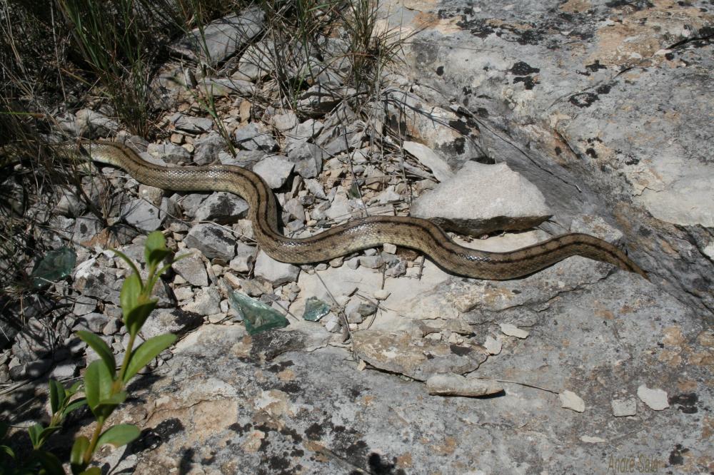 Couleuvre à échelons Zamenis scalaris (Schinz, 1822)