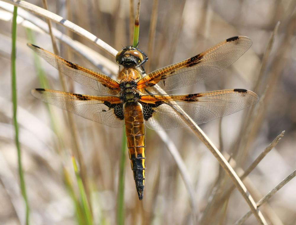 Libellule quadrimaculée (La), Libellule à quatre t Libellula quadrimaculata Linnaeus, 1758