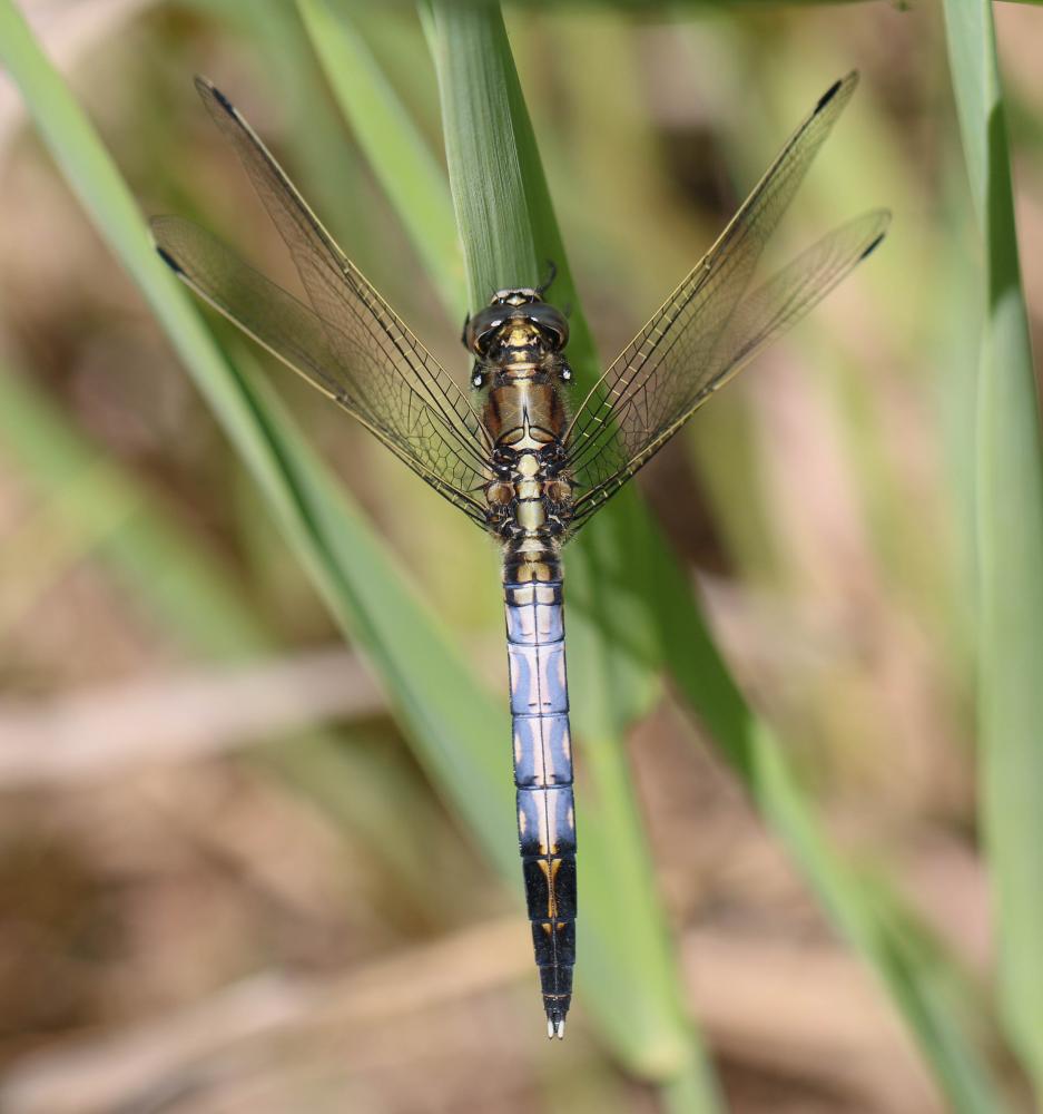 Le Orthétrum à stylets blancs (L') Orthetrum albistylum (Selys, 1848)